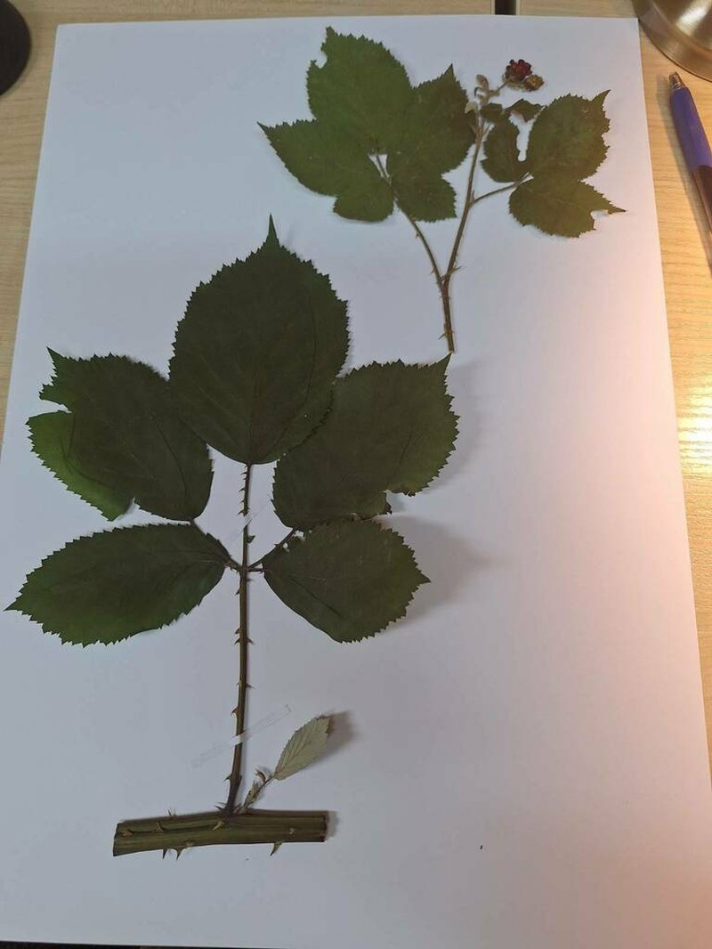 Rubus constrictus photo 8