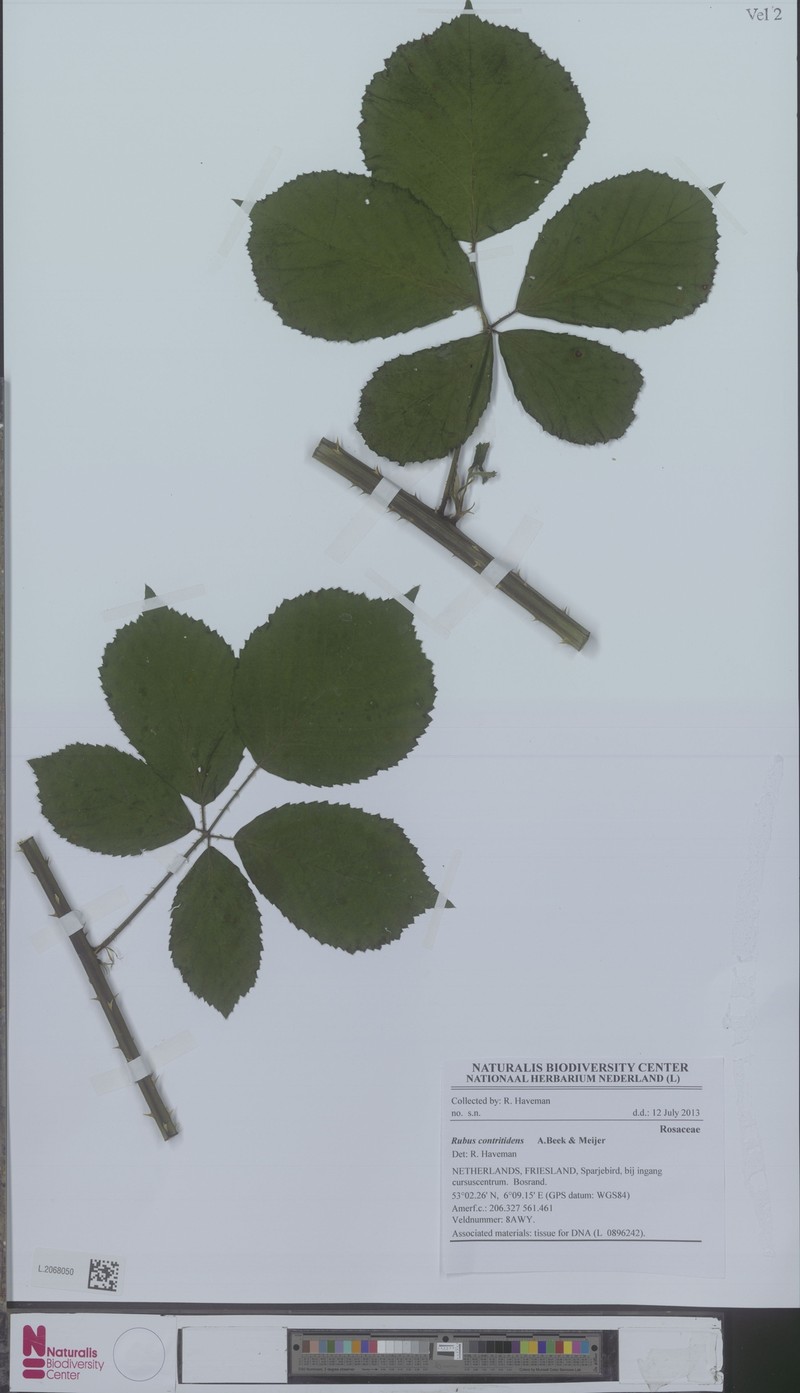 Rubus contritidens