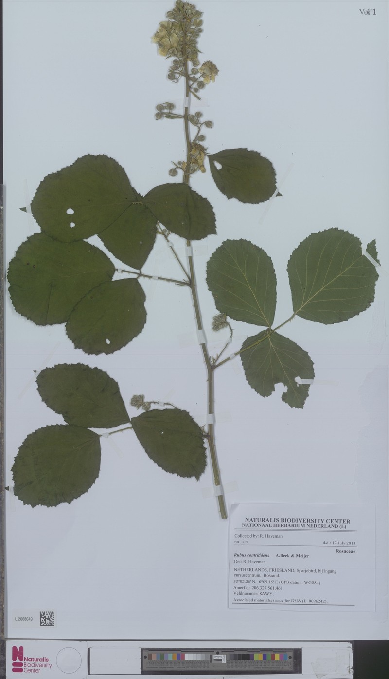 Rubus contritidens photo 2