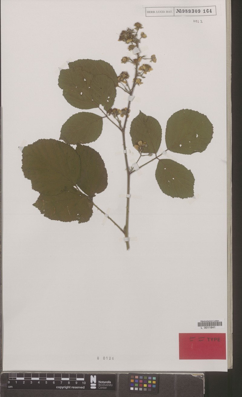 Rubus contritidens photo 3