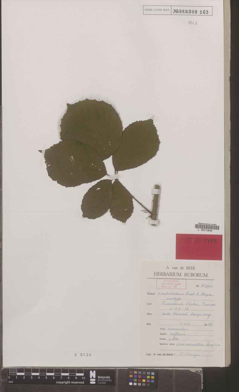 Rubus contritidens photo 4