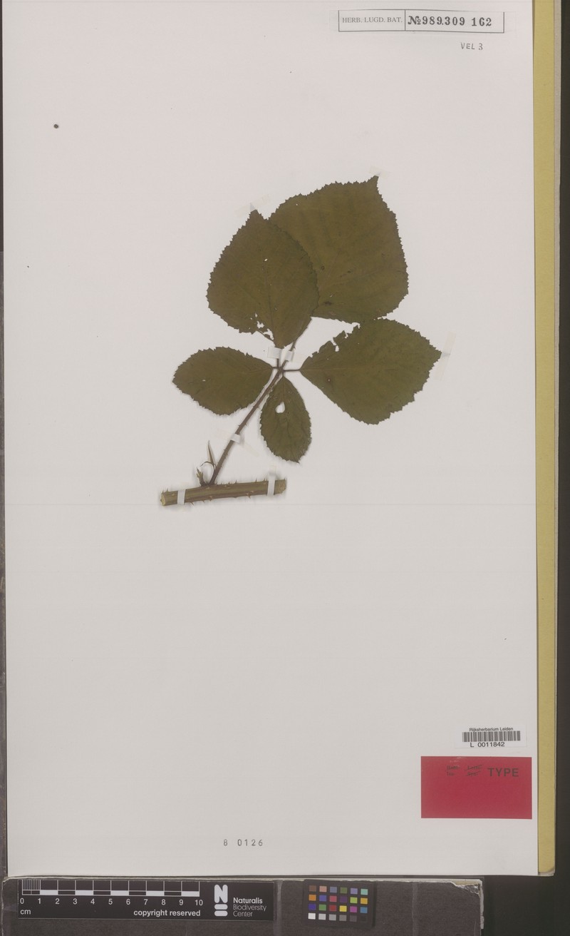 Rubus contritidens photo 5