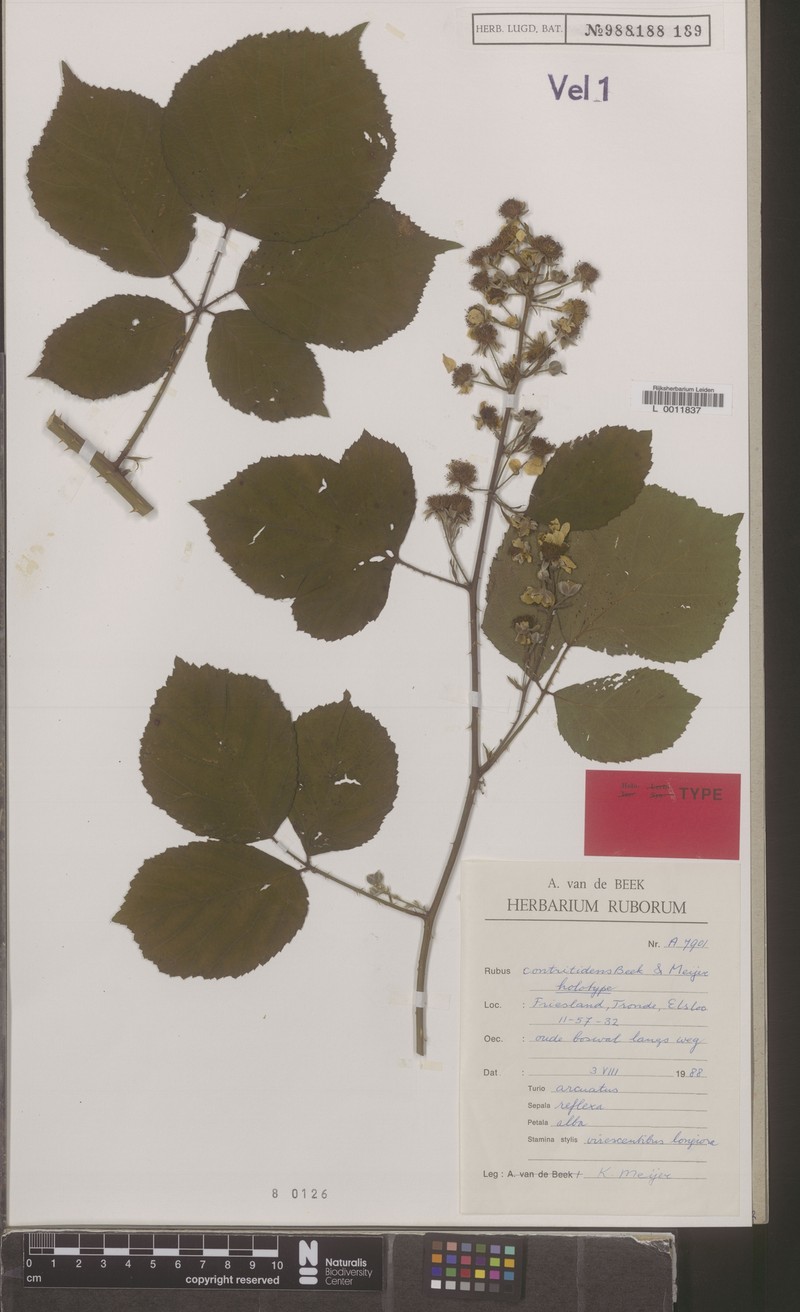 Rubus contritidens photo 6