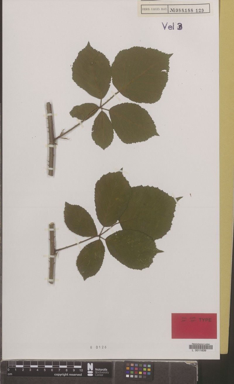 Rubus contritidens photo 7