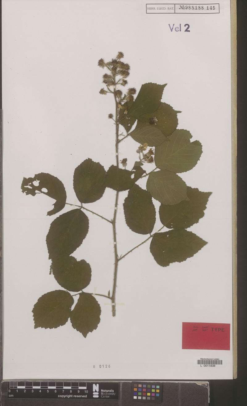 Rubus contritidens photo 8
