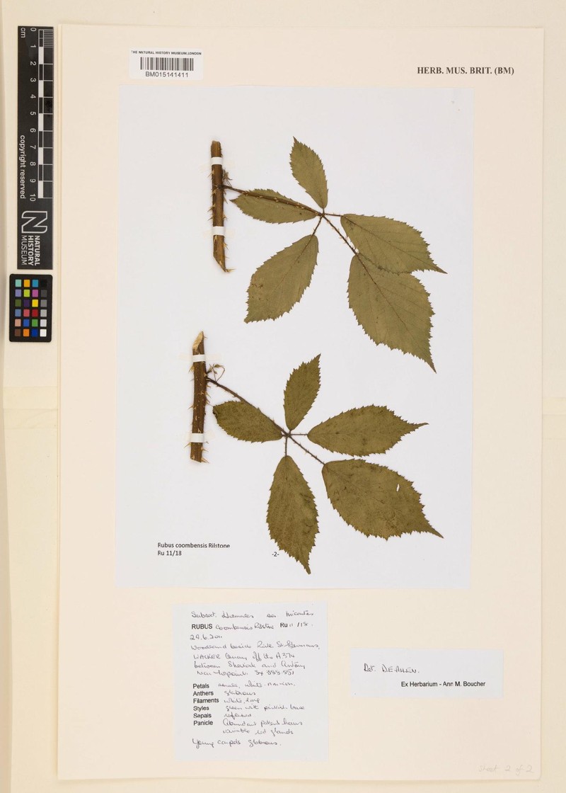 Rubus coombensis