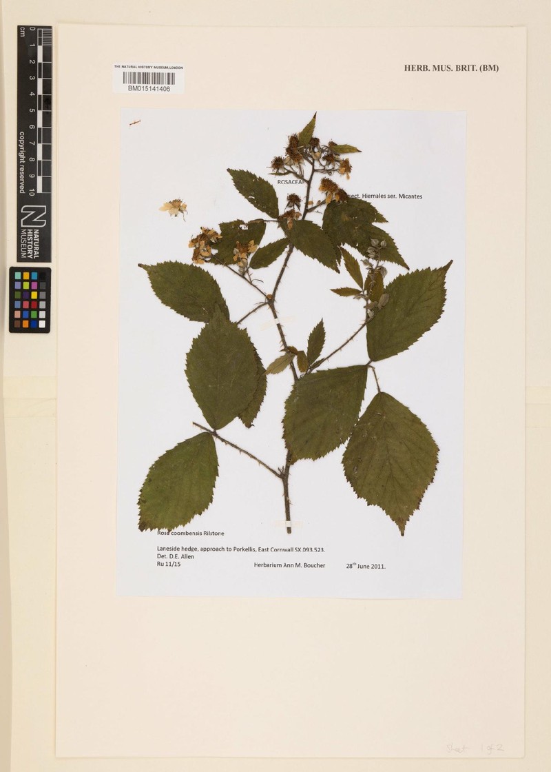Rubus coombensis photo 2