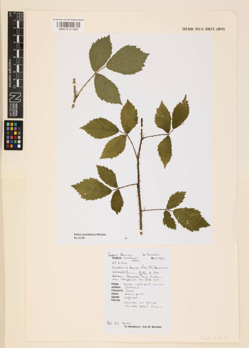 Rubus coombensis photo 3