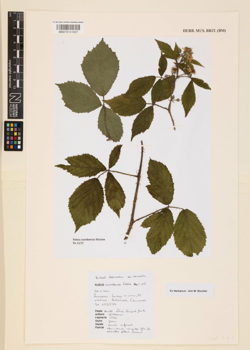 Rubus coombensis photo 4