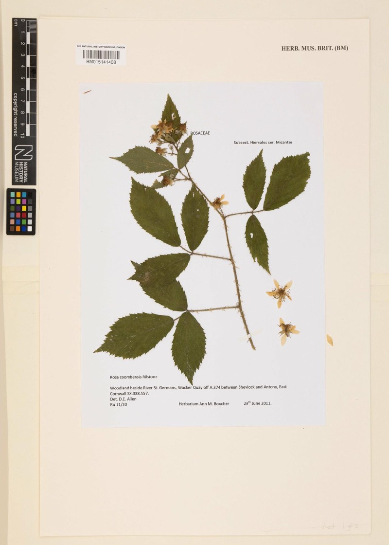 Rubus coombensis photo 5