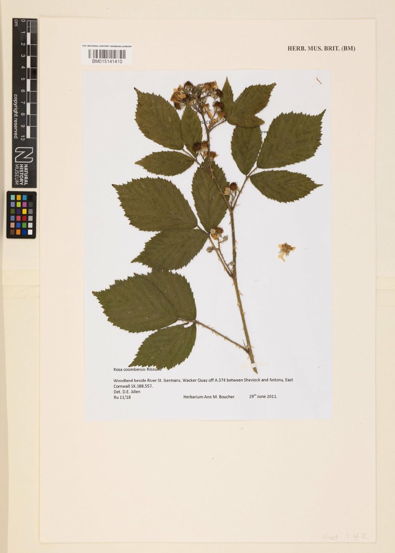 Rubus coombensis photo 6