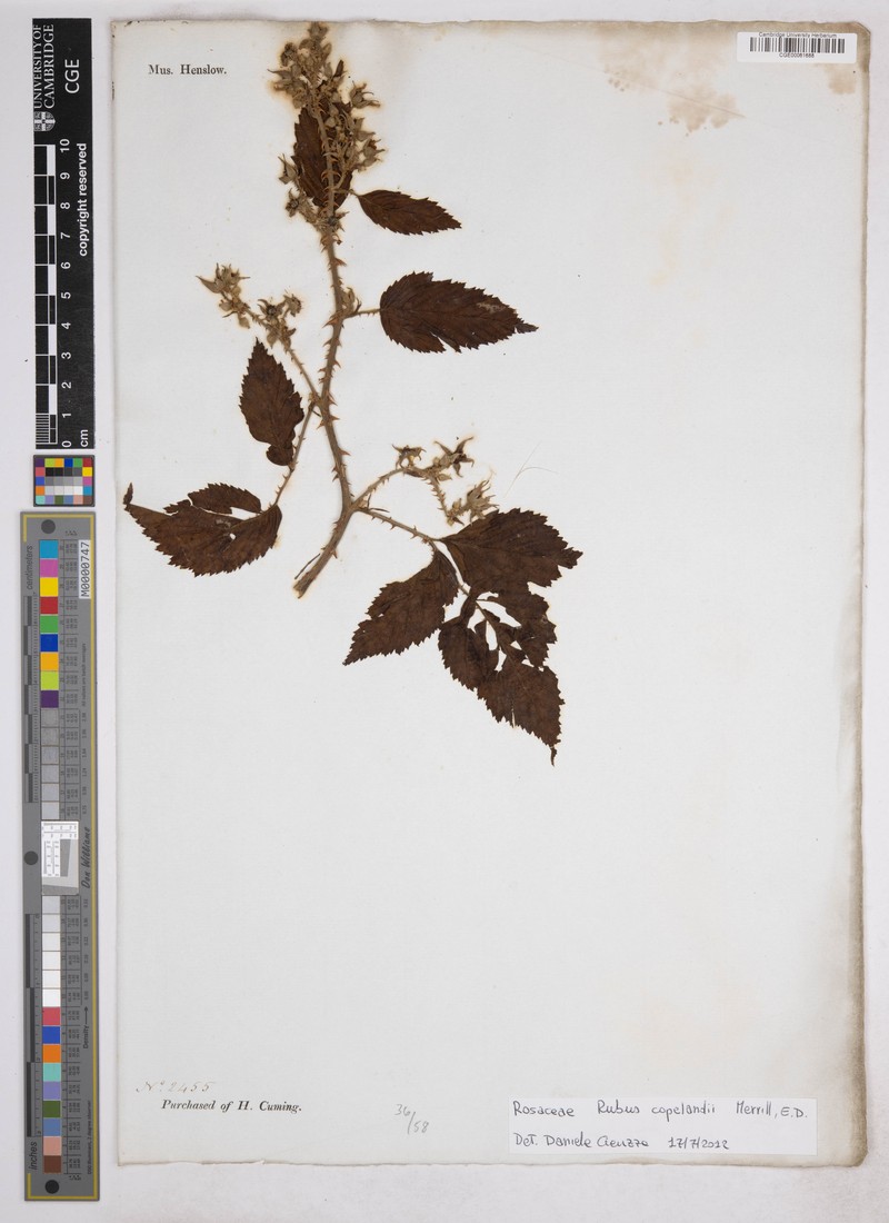 Rubus copelandii