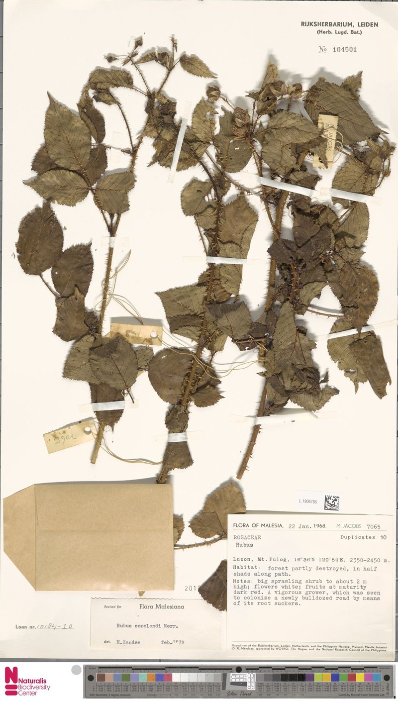 Rubus copelandii photo 3