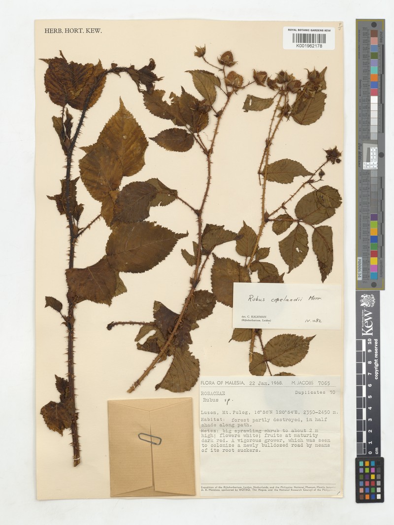 Rubus copelandii photo 4