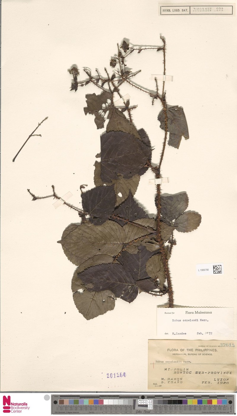 Rubus copelandii photo 5