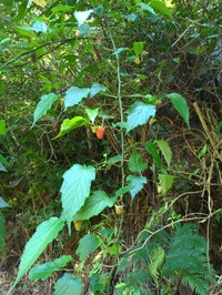 Rubus corchorifolius