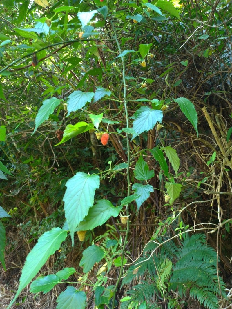 Rubus corchorifolius