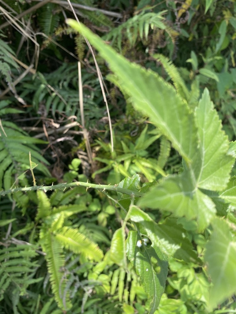 Rubus corchorifolius photo 2