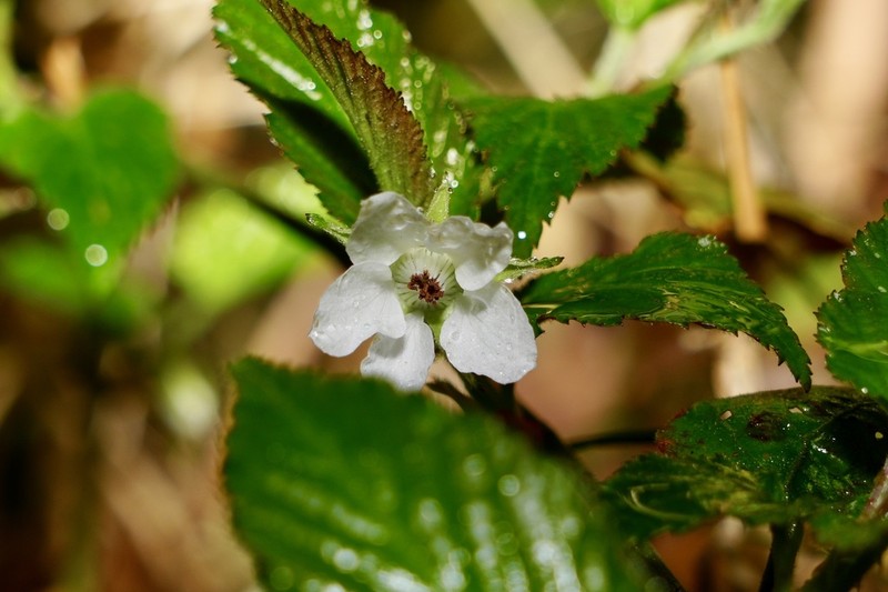 Rubus corchorifolius photo 3