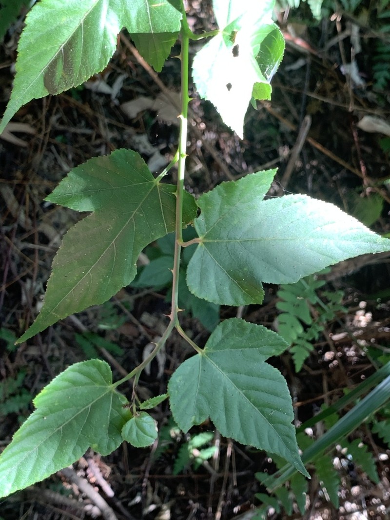 Rubus corchorifolius photo 4