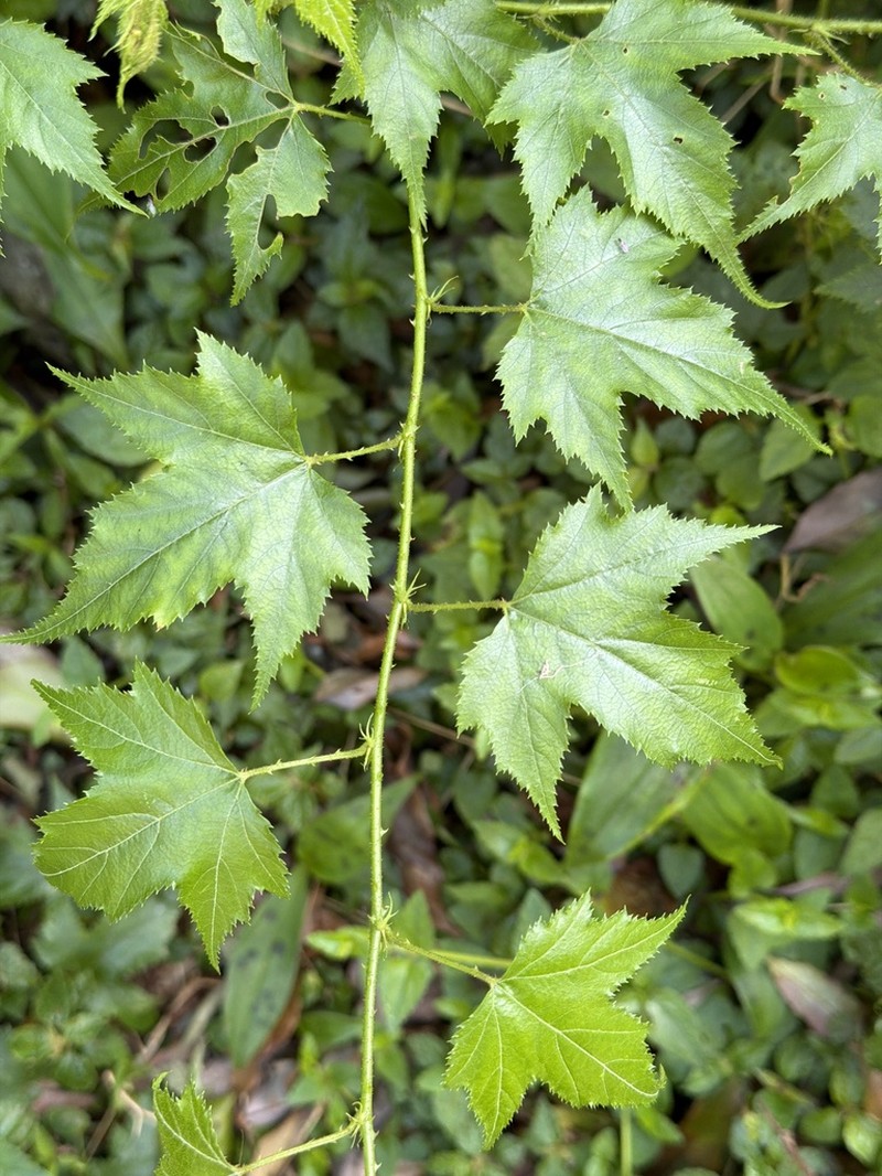 Rubus corchorifolius photo 5