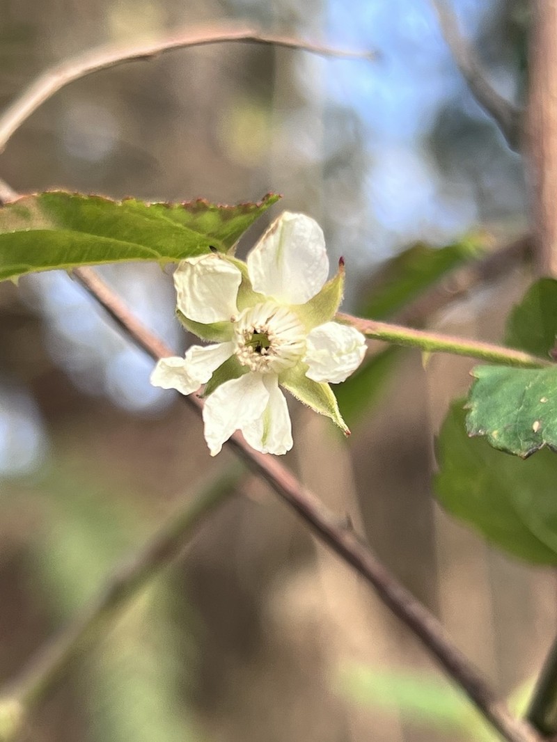 Rubus corchorifolius photo 6