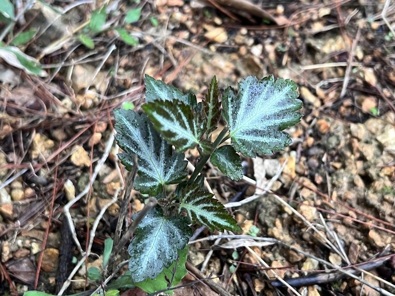 Rubus corchorifolius photo 7
