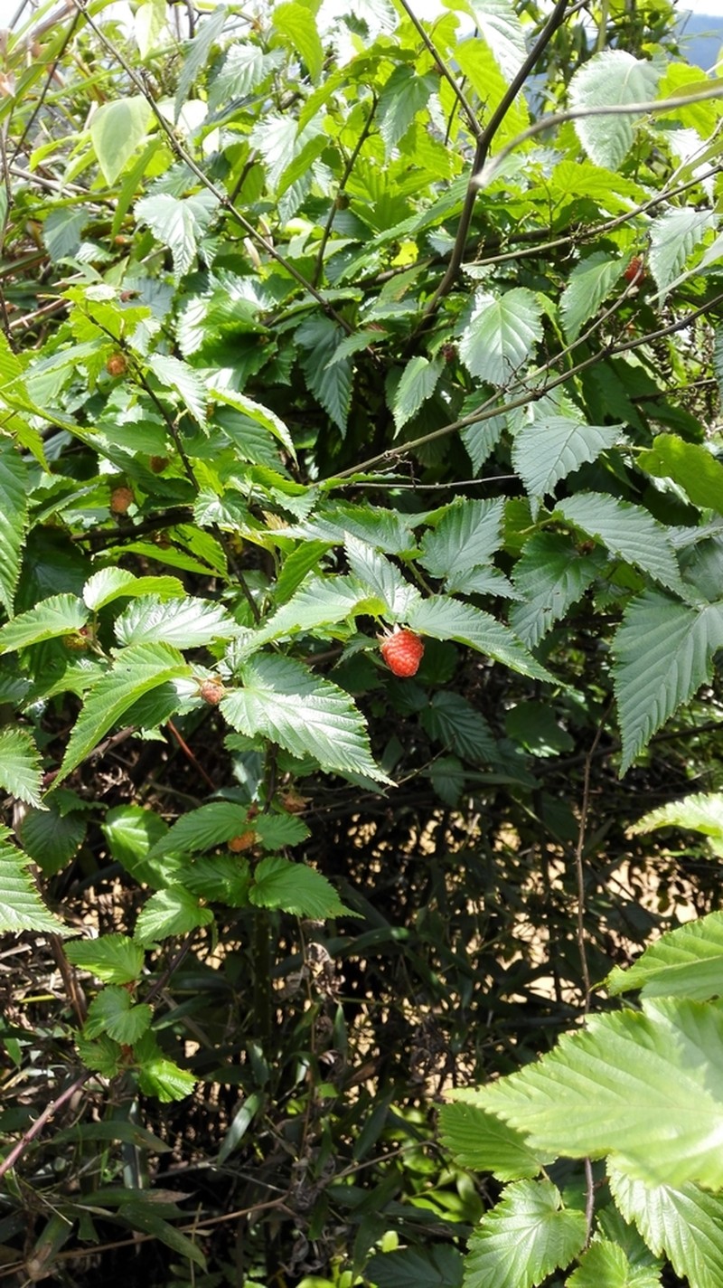 Rubus corchorifolius photo 8