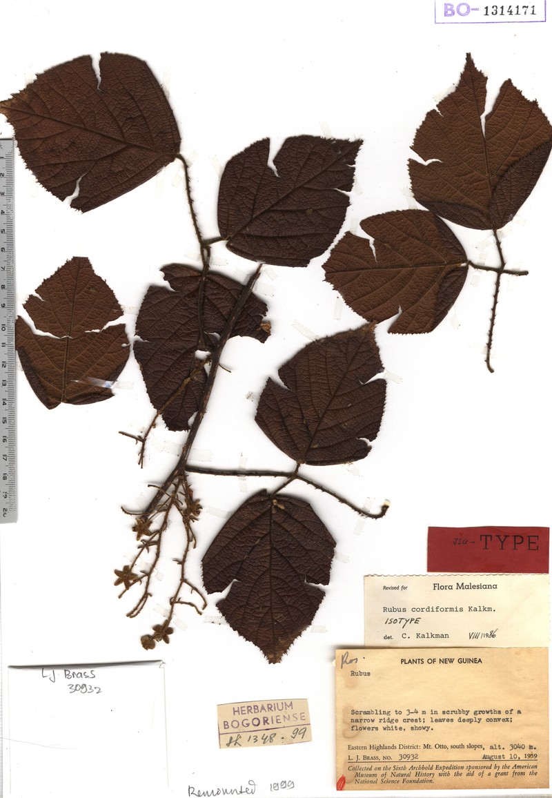 Rubus cordiformis
