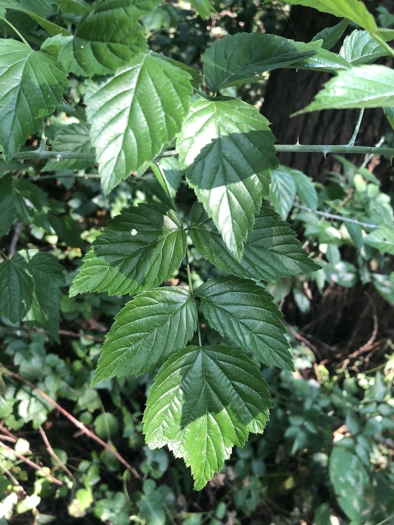 Rubus coreanus