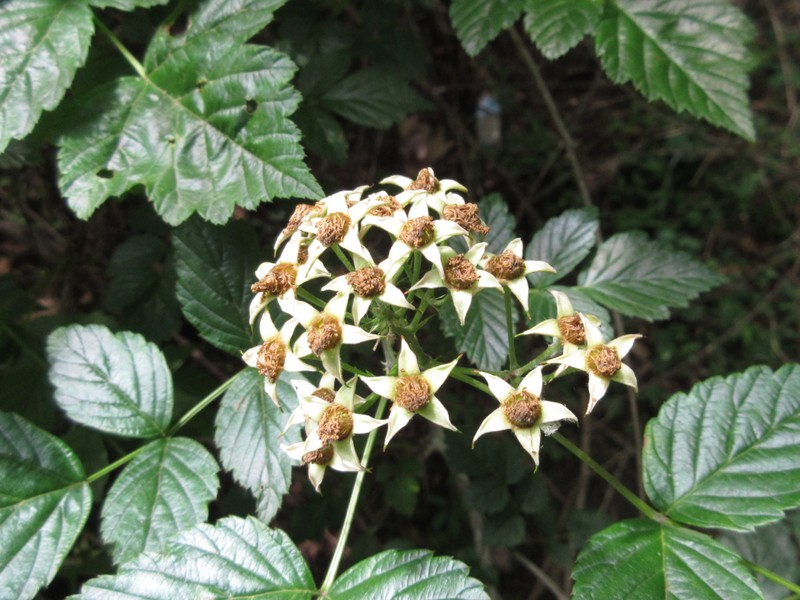 Rubus coreanus photo 2