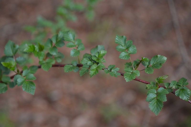 Rubus coreanus photo 3
