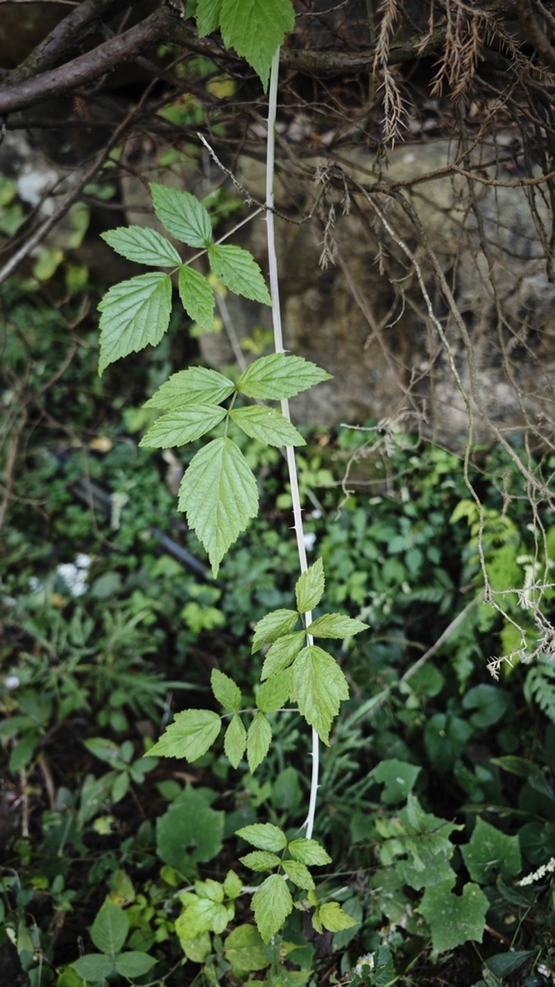 Rubus coreanus photo 4