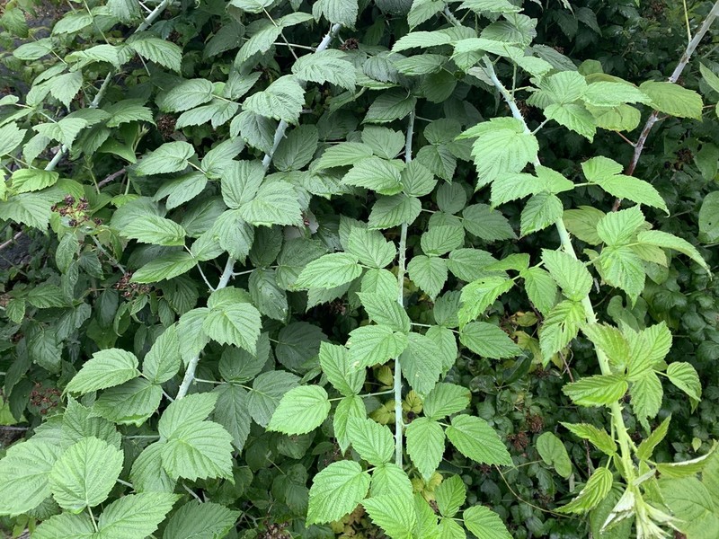 Rubus coreanus photo 5