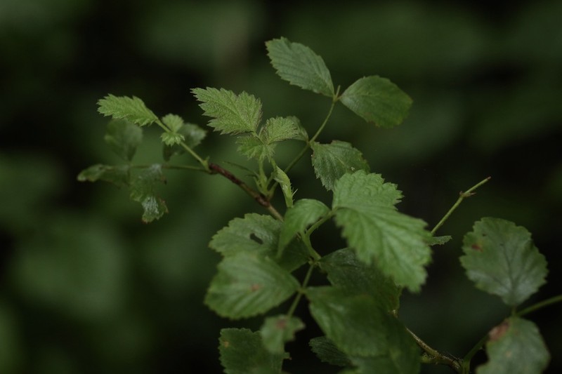 Rubus coreanus photo 7