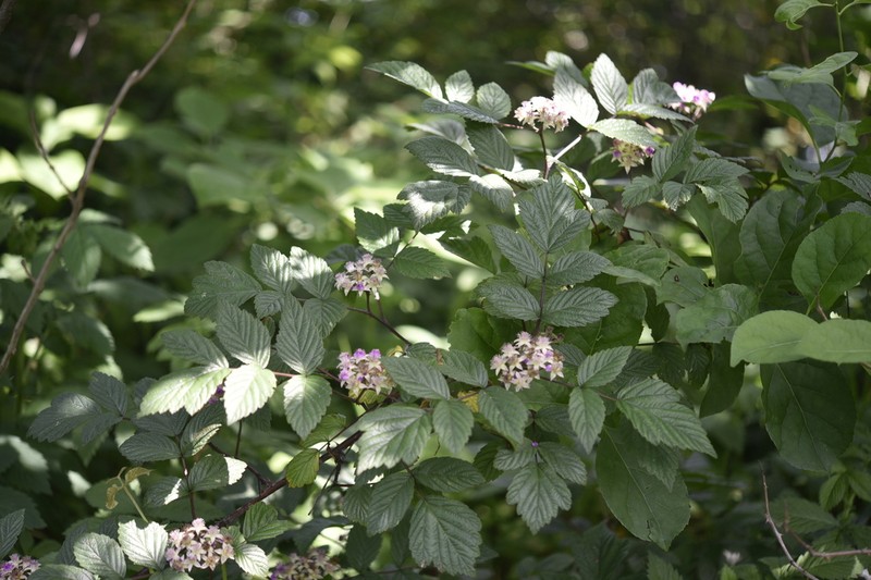 Rubus coreanus photo 8