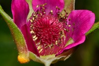 Rubus coriaceus