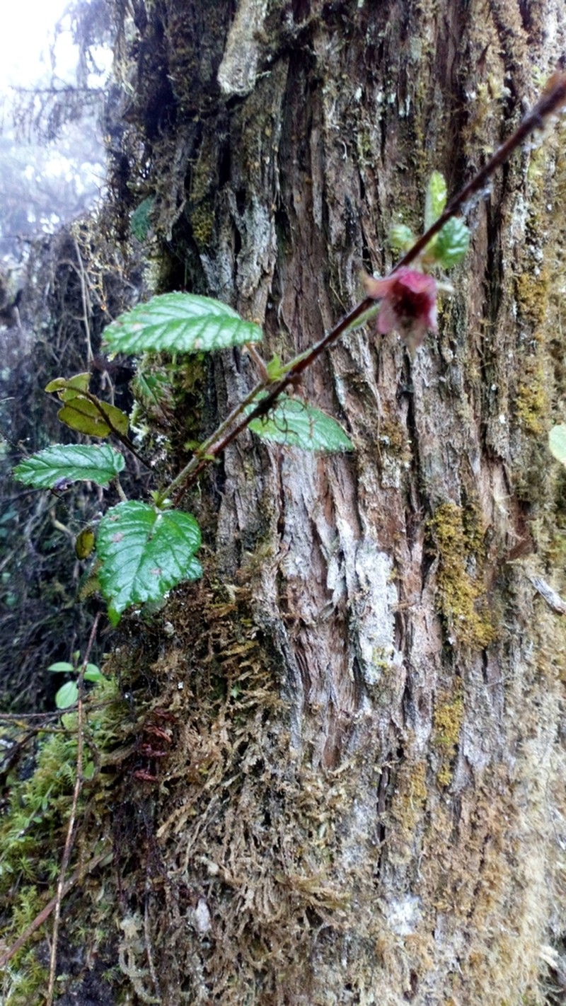 Rubus coriaceus photo 2