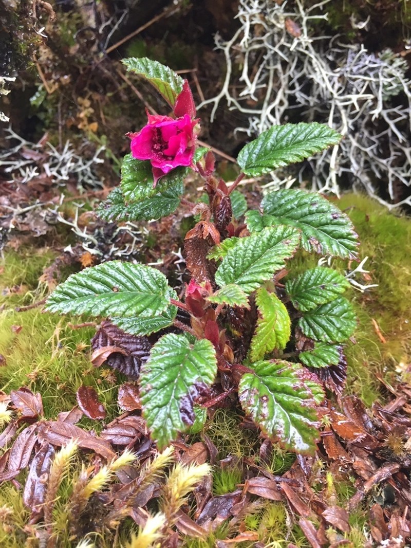 Rubus coriaceus photo 3