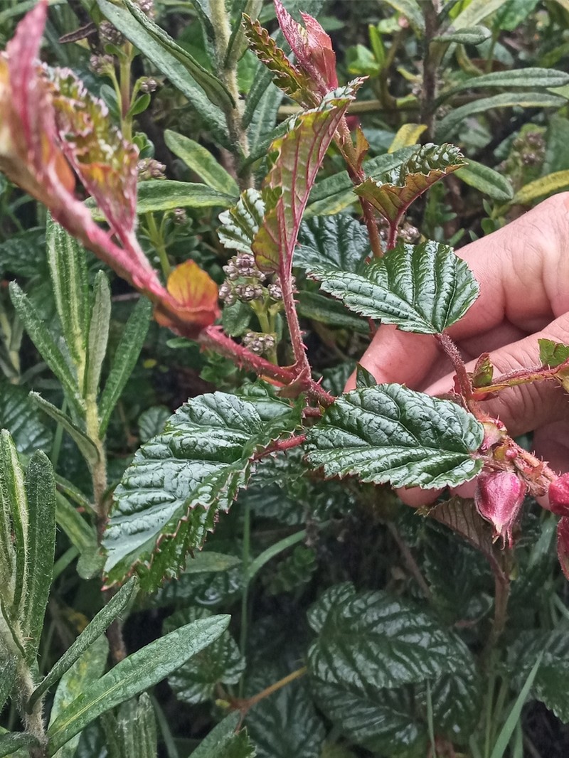 Rubus coriaceus photo 4