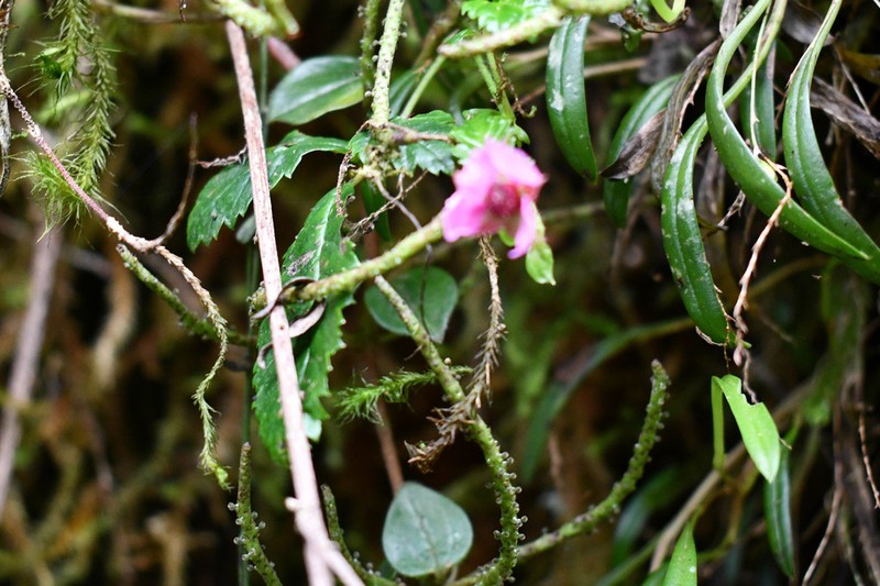Rubus coriaceus photo 5