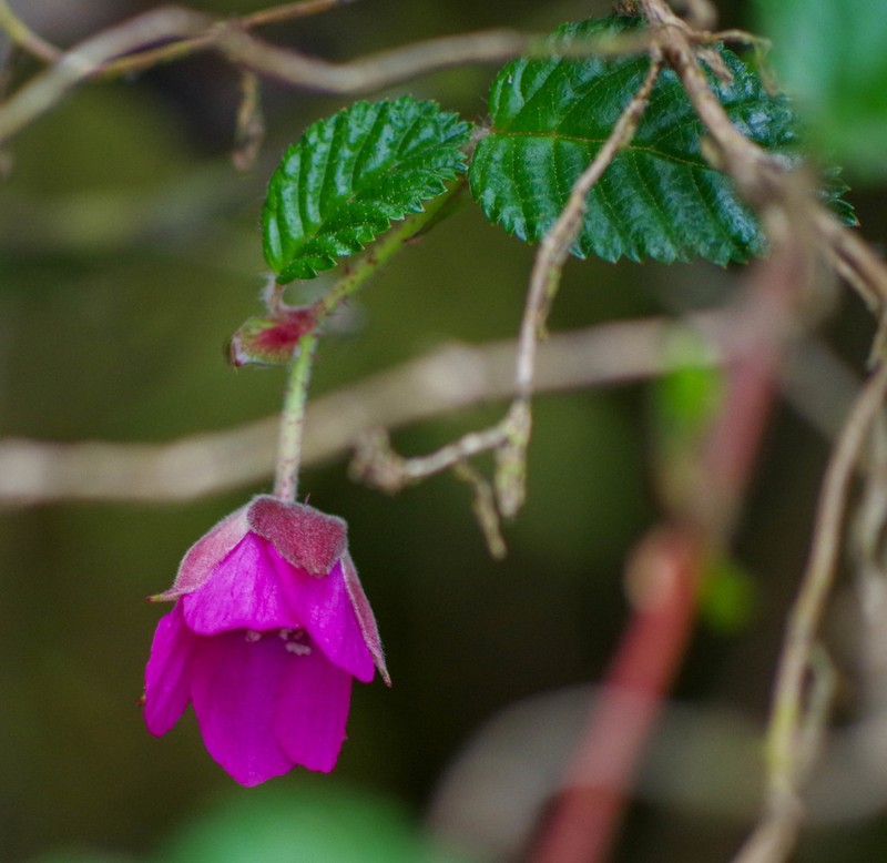 Rubus coriaceus photo 6