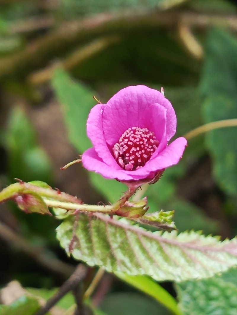 Rubus coriaceus photo 7