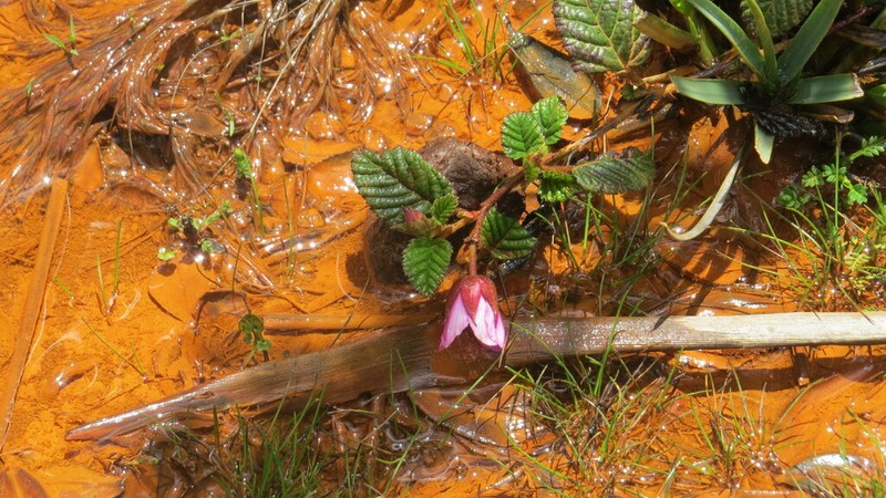 Rubus coriaceus photo 8