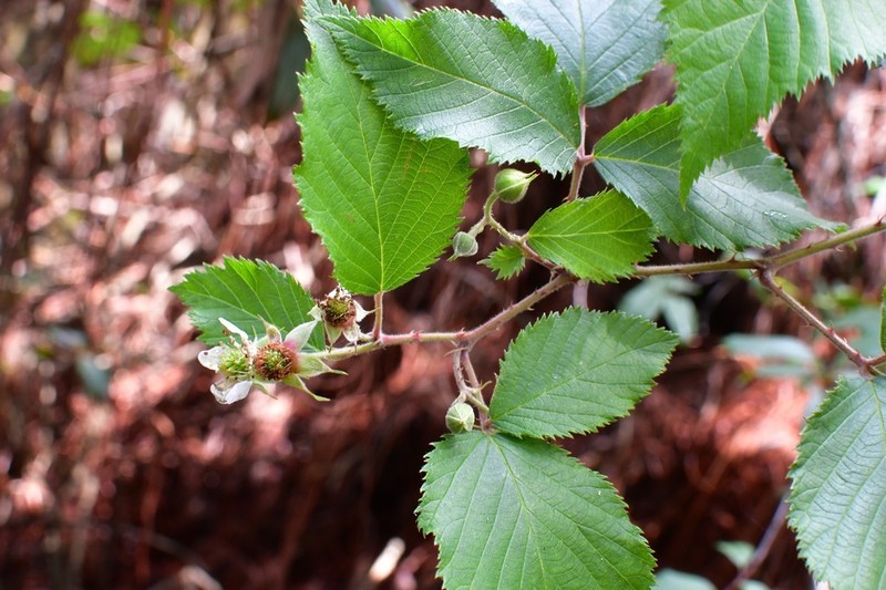 Rubus coriifolius