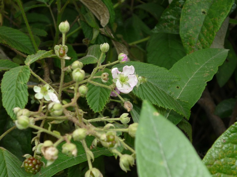 Rubus coriifolius photo 2