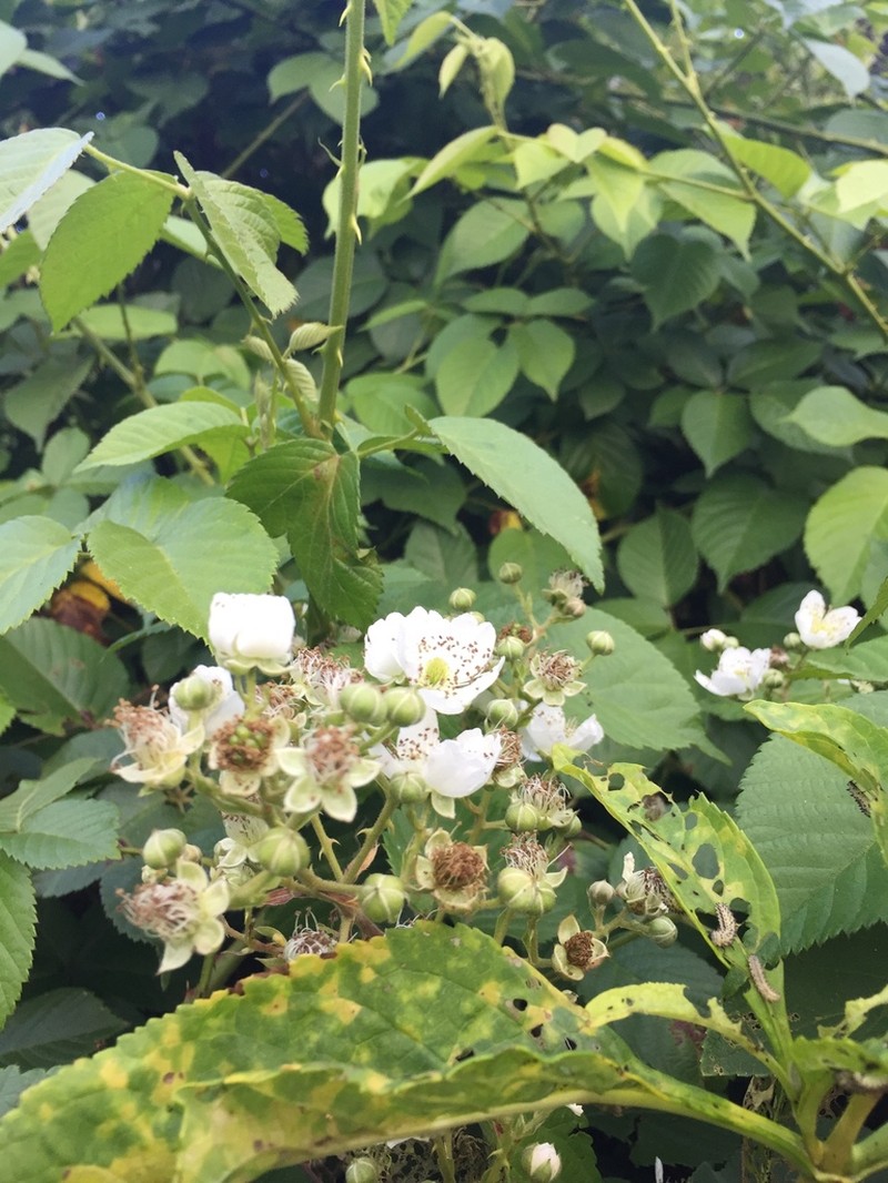 Rubus coriifolius photo 3