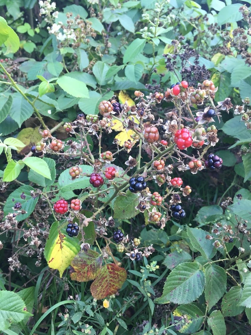 Rubus coriifolius photo 5
