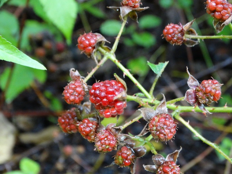 Rubus coriifolius photo 6
