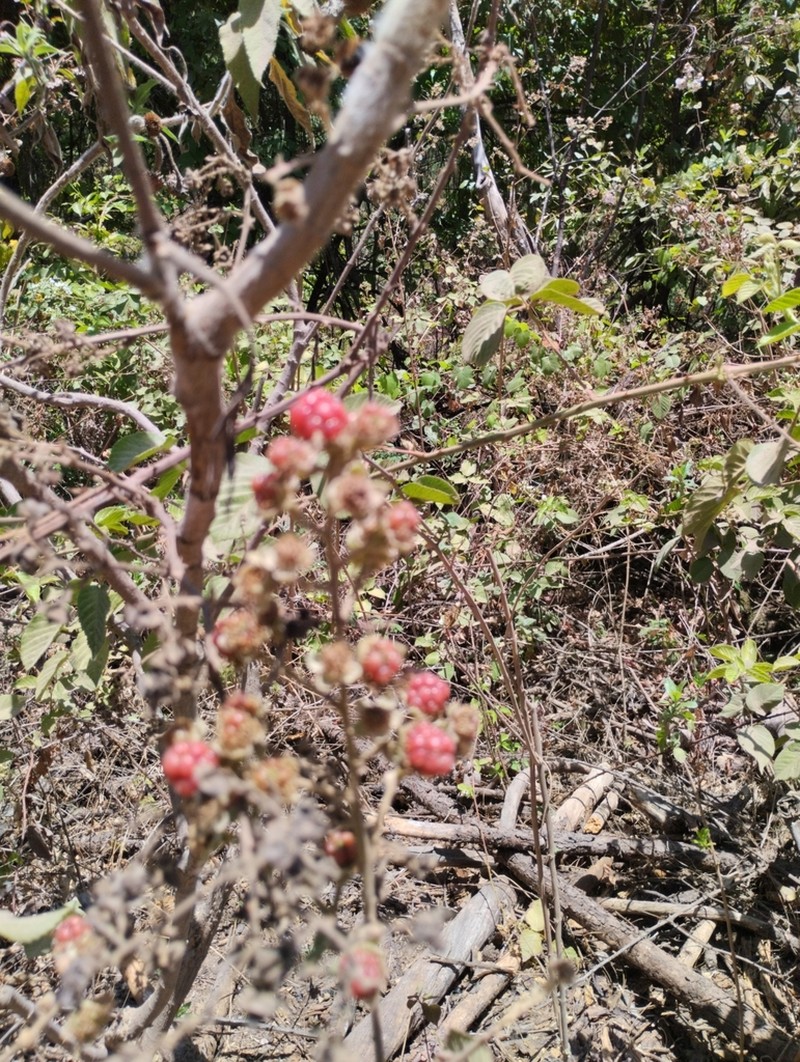Rubus coriifolius photo 7